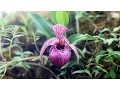 Download Lagu Cypripedium yunnanense, tibeticum and calcicola - China