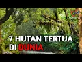 Lagu 7 Hutan tertua di dunia