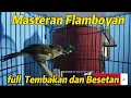 Download Lagu SUARA BURUNG FLAMBOYAN GACOR DURASI PANJANG😱‼️Masteran Flamboyan full Tembakan dan Besetan