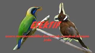 suara masteran cucak cungkok dan cililin nembak rapat dengan jeda