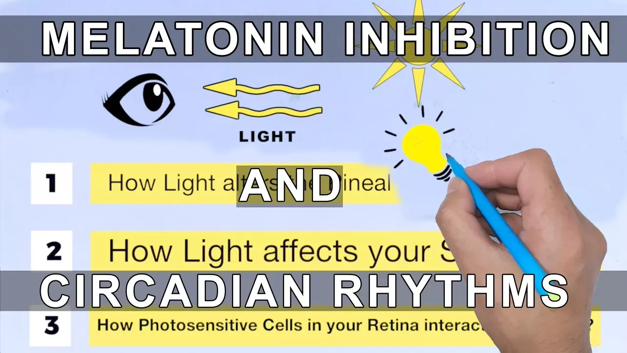 Melatonin Inhibition and Circadian Rhythms