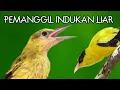 Download Lagu Suara Anakan Kepodang Hutan Memanggil Induknya