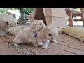 Mr Fluffy s Puppies - Mixture of Pekingese and Shih Tzu 5 weeks old