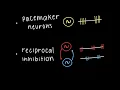 A brief introduction to Central Pattern Generators