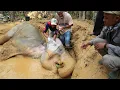 Saving the Last Elephants of Leuser