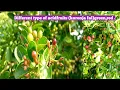 Download Lagu acid fruit (Karoja fruit) green,yellow, red and black different colour fruit #naturalrelaxationlife