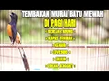 Download Lagu Tembakan MURAI BATU Bongkar Isian Kenari Cililin Lovebird Kapas Tembak 100% AMPUH buat MASTERAN