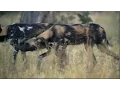 BBC Planet Earth African Wild Dogs