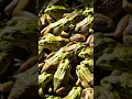 Download Lagu A flock of frogs eat snakes. #frog #snake