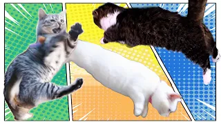 短足猫だって、こんなに飛べるし動けるんです！
