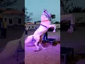 Download Lagu HORSE DANCE RAJASTHAN #ytshorts #shortvideo #youtube #horsedance #short #shorts