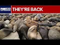 Monterey beach closed as sea lions take over