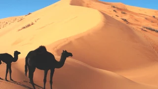 يا سمح الصيفه من اجمل ما غنى بوڨن ه دندنها