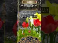 Download Lagu 44 SURAH DUKHAN JUST URDU TRANSLATION WITH TEXT Ayat    1 To 7 (44)
