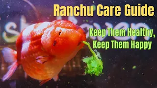 Ranchu Goldfish Care Guide Tank Setup Feeding Water Change Tips