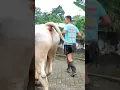 Download Lagu PEMUDA TAMPAN PECINTA SAPI PO