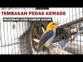 SUARA CIT KERES KEMADE GACOR NGALAS ‼️ MASTERAN BURUNG CABE CABEAN ENCIT CITBANG FULL TEMBAKAN PEDAS