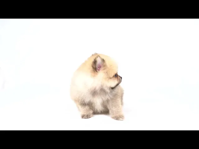 動画