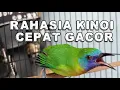 Download Lagu RAWATAN HARIAN CUCAK KINOI