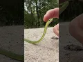 Download Lagu Green Snake Snek Boop 🐍 #shorts