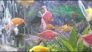 Tropical Taste Channel is live!