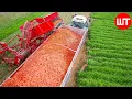 How Carrots are Harvested \u0026 Processed | Modern Carrot Processing Technology | Food Factory