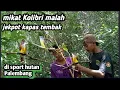 Download Lagu Mikat Burcil ‼️ malah Jepot Burung Kapas Tembak#pikat#kapastembak#caramikat#merconabs#
