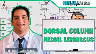 Ascending Tracts | Dorsal Column: Medial Lemniscus Pathway