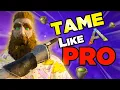 How to tame dinosaurs in Ark Survival Evolved Survival Handbook 2 0