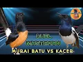Download Lagu Duel Masteran Murai Batu VS Kacer