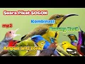 Download Lagu SUARA PIKAT SOGON KOMBINASI BURCIL ASLI GACOR DAN AMPUH MP3 ANTI ZONK