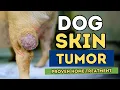 Download Lagu Discover the Top 5 Home Remedies for Skin Tumors in Dogs and Cats