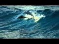 Lagu The Ocean (Goldripp Remix) ~ Chill Out Ibiza Vol. 3 ~ Dolphins \u0026 Humpbacks Love of the Ocean [HD]