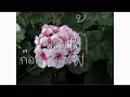 เทพธิดาผ้าซิ่น