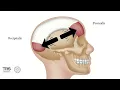 Occipital Muscles - Trigger Point Anatomy