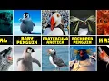 Happy Feet Characters in Real Life