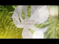 Download Lagu SOFI TUKKER - Chasing Cars (Lyric Video) [Ultra Records]