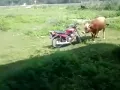 Sapi naek motor