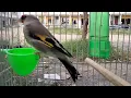 Beautiful himalayan gold finch singing sounds | Gold Finch Trained Songs