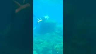 Raja Ampat just gets better! Amazing reef anyone? 🤿 #sailingfamily #coralreef #sailinglife