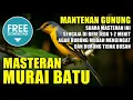 Lagu MASTER MURAI BATU 🔴 suara burung MANTENAN GUNUNG