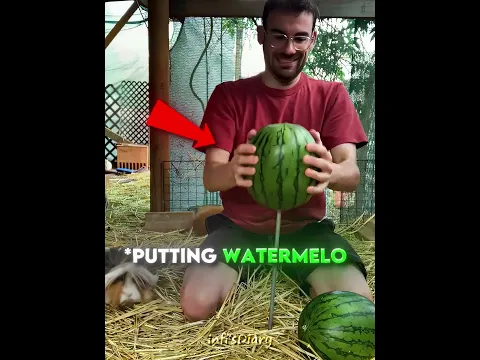 Work Smarter Not Harder 😂🐹🍉 #shors