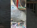 Download Lagu Burung tekukur lokal punya suara topcer yang jernih untuk umpan yang langsung bereaksi #shorts
