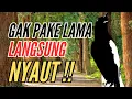Download Lagu 44 | kacer gacor SUARA NGRISTAL FUL ISIAN KASAR KONSLET paling AMPUH buat PANCINGAN KACER agar EMOSI