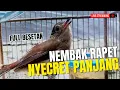 Lagu MASTERAN BURUNG FLAMBOYAN || FULL NEMBAK BESETAN NYECRET PANJANG || NGEBREN RAPET DURASI PANJANG