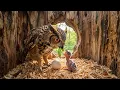 Great Horned Owl From Egg to Adulthood Full Life Cycle