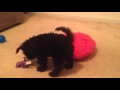 ADORABLE MINIATURE SCHNAUZER PUPPIES