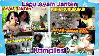 Lagu Ayam Jantan | Tek Kotek Kotek | Kompilasi Lagu Populer Ayam | Daddi APZ ( Cover )