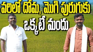 దోమ, స్టెమ్ బోరర్ కు ఒక్కటే స్ప్రే చేస్తున్నం Corteva Deladaxin