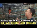 Lagu MURAI BATU BALAK || NOKTAH MEWAH HARGA MURAH CUMA 300 RIBUAN DI PASAR BURUNG PRAMUKA 